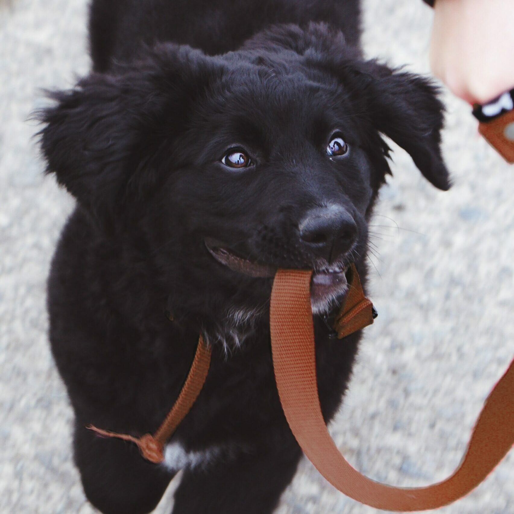 Puppy Classes